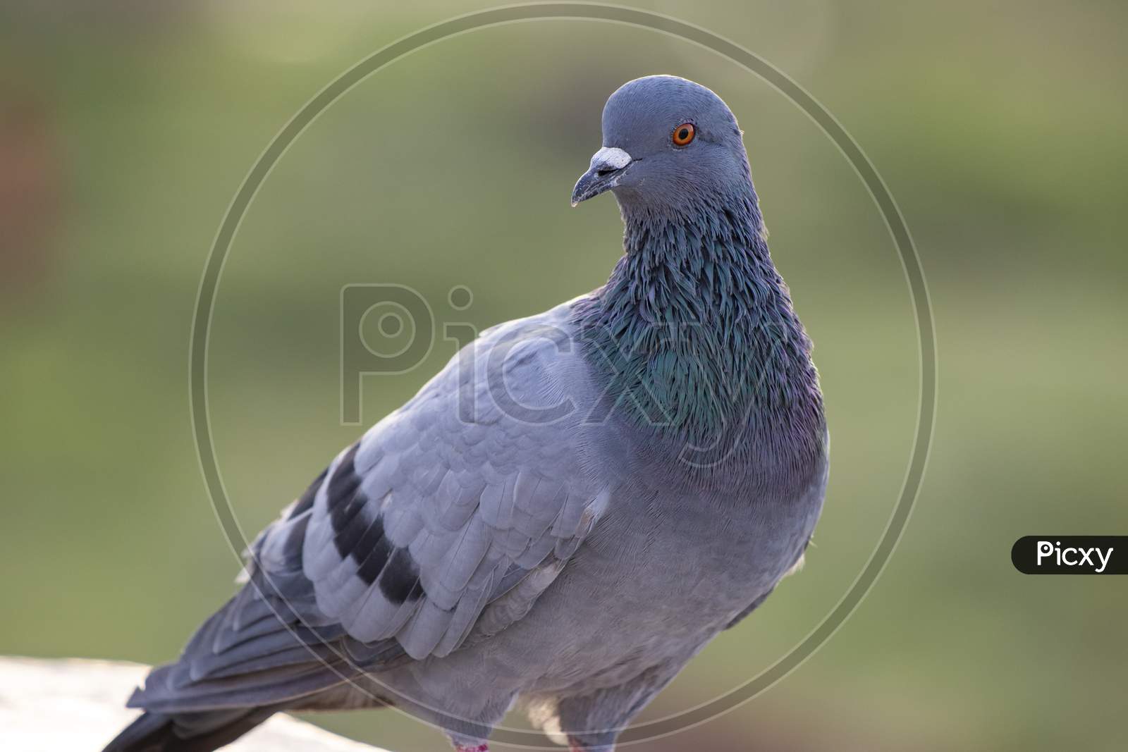 Indian Pigeon Or Rock Dove - The Rock Dove, Rock Pigeon, Or Common Pigeon Is A Member Of The Bird Family Columbidae. In Common Usage, This Bird Is Often Simply Referred To As The "Pigeon".