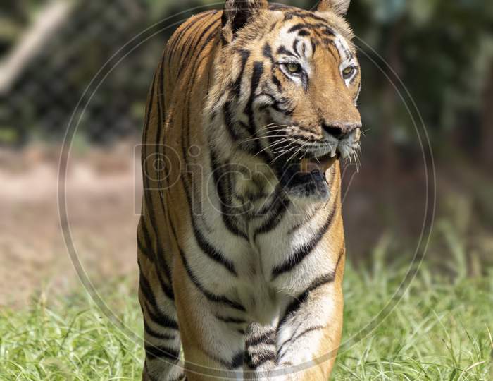 Great Tiger Male In The Nature Habitat.  Wildlife Scene With Danger Animal. Hot Summer In India. Dry Area With Beautiful Indian Tiger, Panthera Tigris.