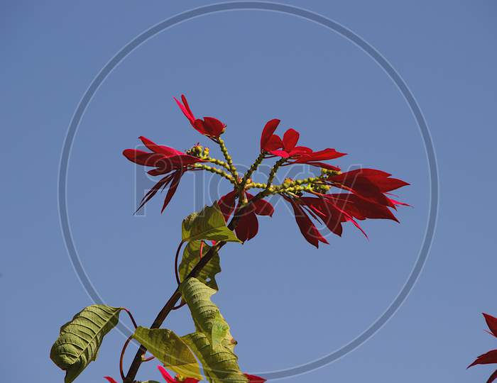 Ornamental Plant With Red Leaves