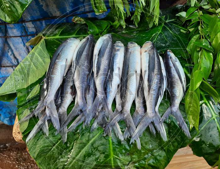 Image of Beautiful Indian Local Silver Color Thin And Long Fish Selling ...