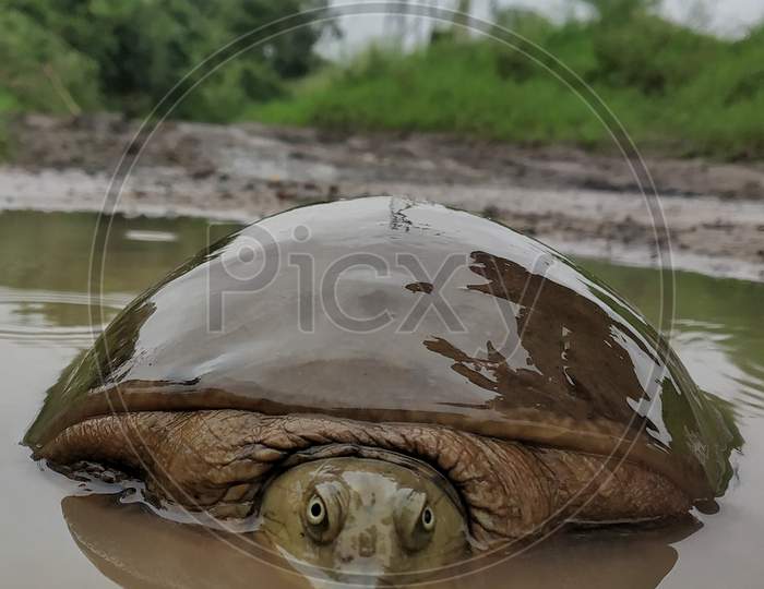 Turtle . Rainy season