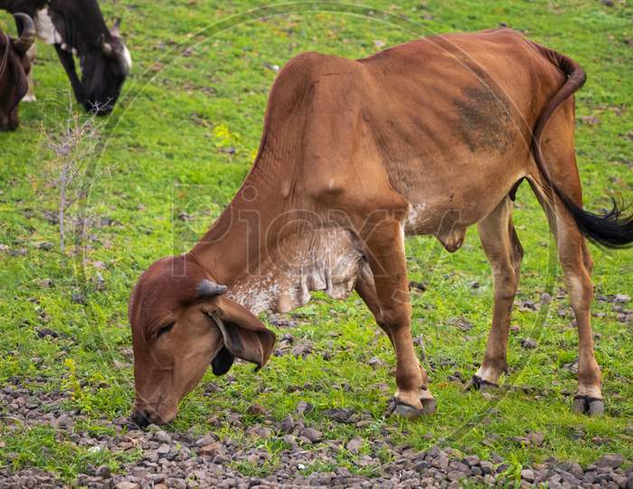 Red cow on a pasture,Red cow is eating grass in the field.Thai cow on a pasture