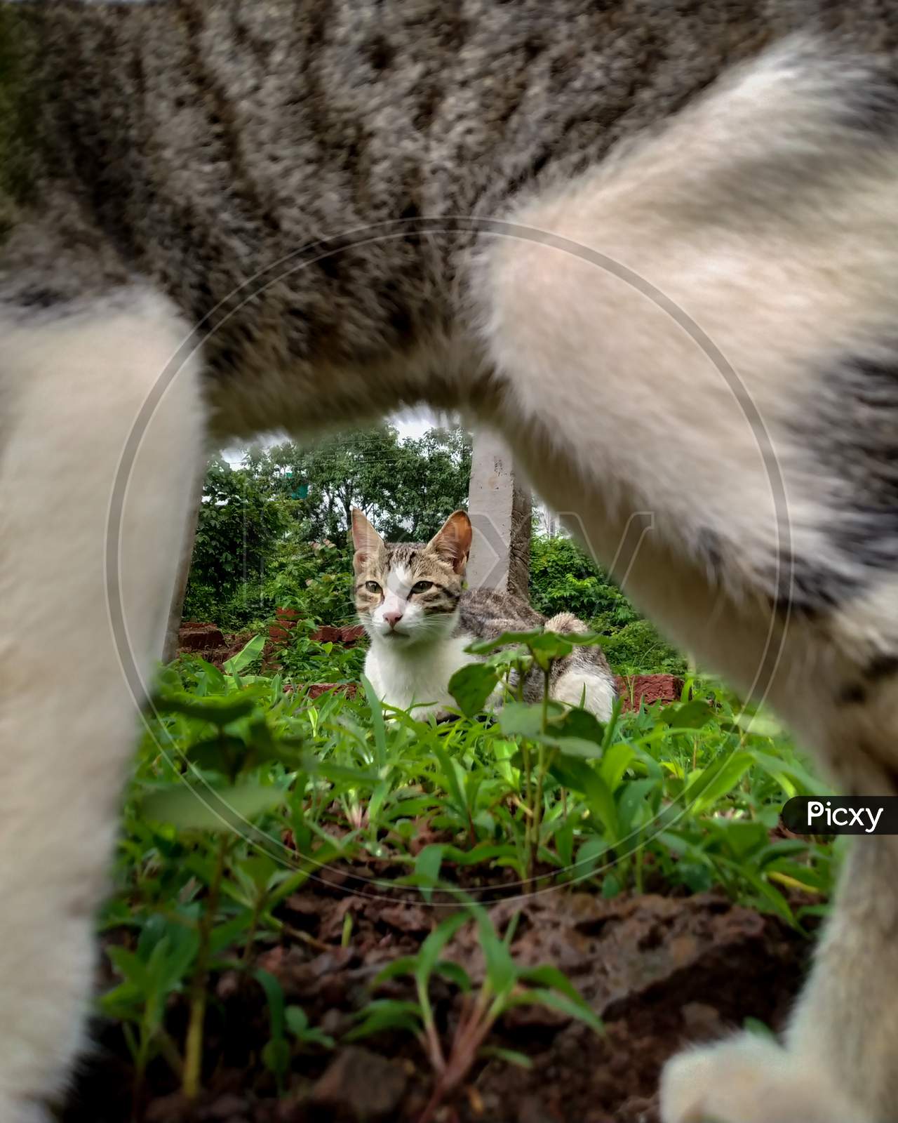 Indian domestic cat sitting in greenery captured through cat's frame