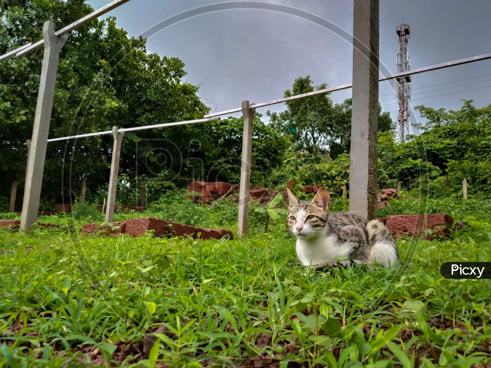 Indian domestic cat sitting in the greenery