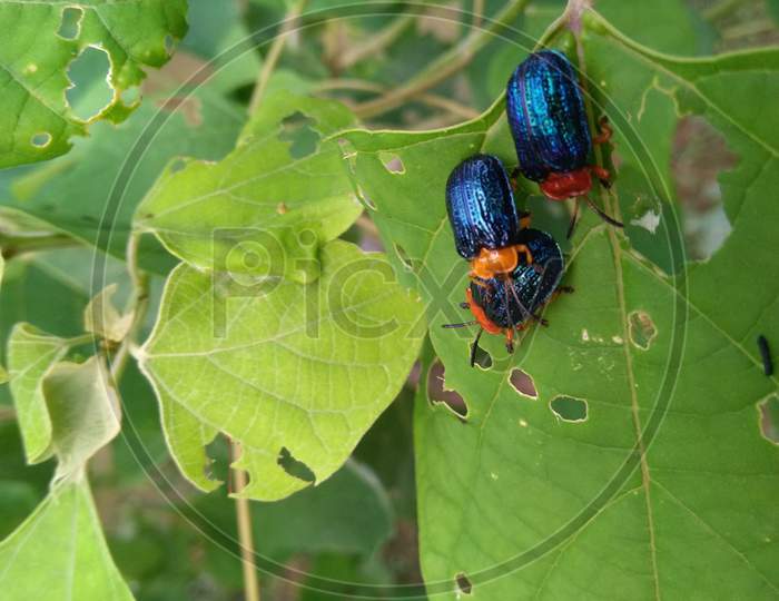 Two colorful beetles are meeting on a leaf at monsoon season, one just sitting or may be give security to couple, West Bengal, India