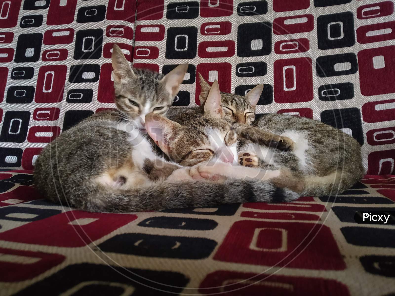 Three Indian domestic cats sleeping on bed