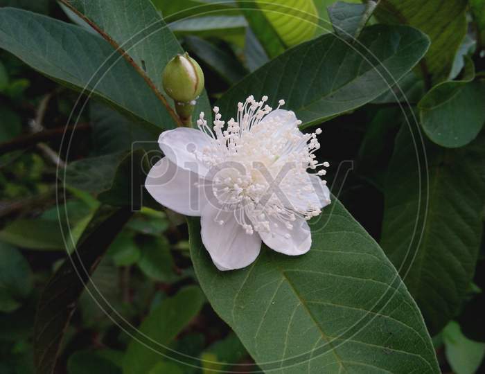 A charming GUAVA FLOWER