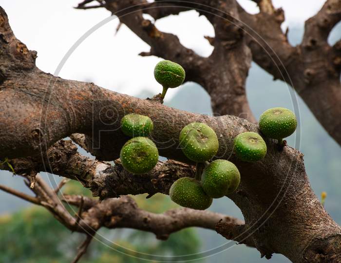 Ficus Racemosa Commonly Known As The Cluster Figs.
