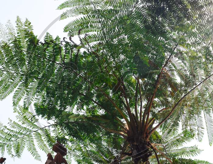 Dicksonia Sellowiana. A Large, Robust Tree Fern .