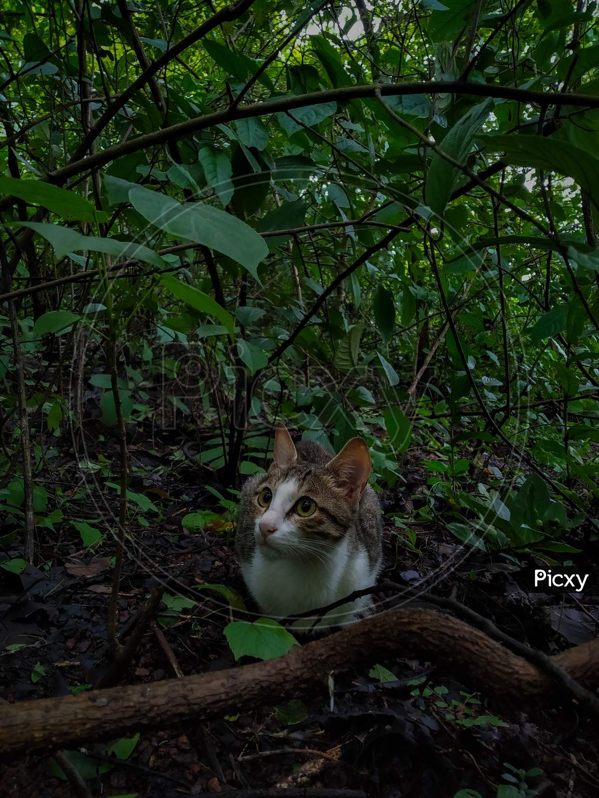 Indian domestic cat sitting in the forest