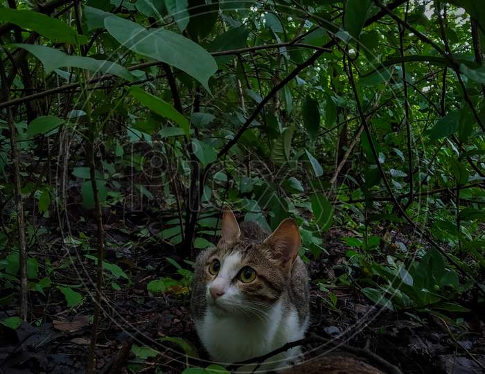 Indian domestic cat sitting in the forest