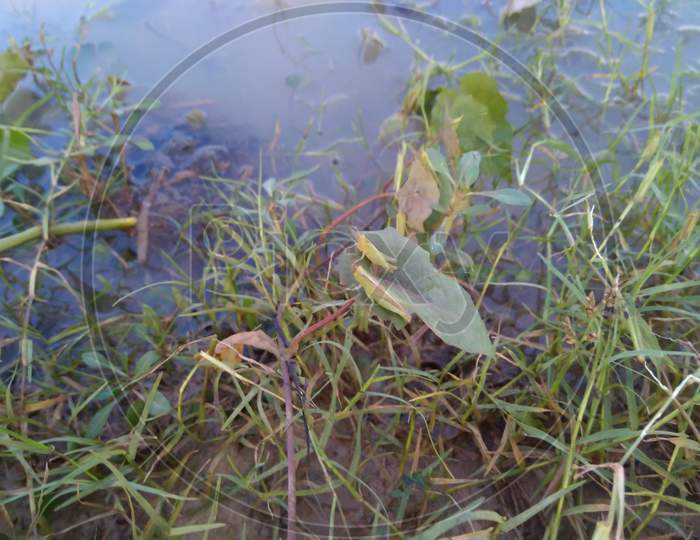 Two GRASSHOPPERs sitting on a grass beside of lake, West Benga