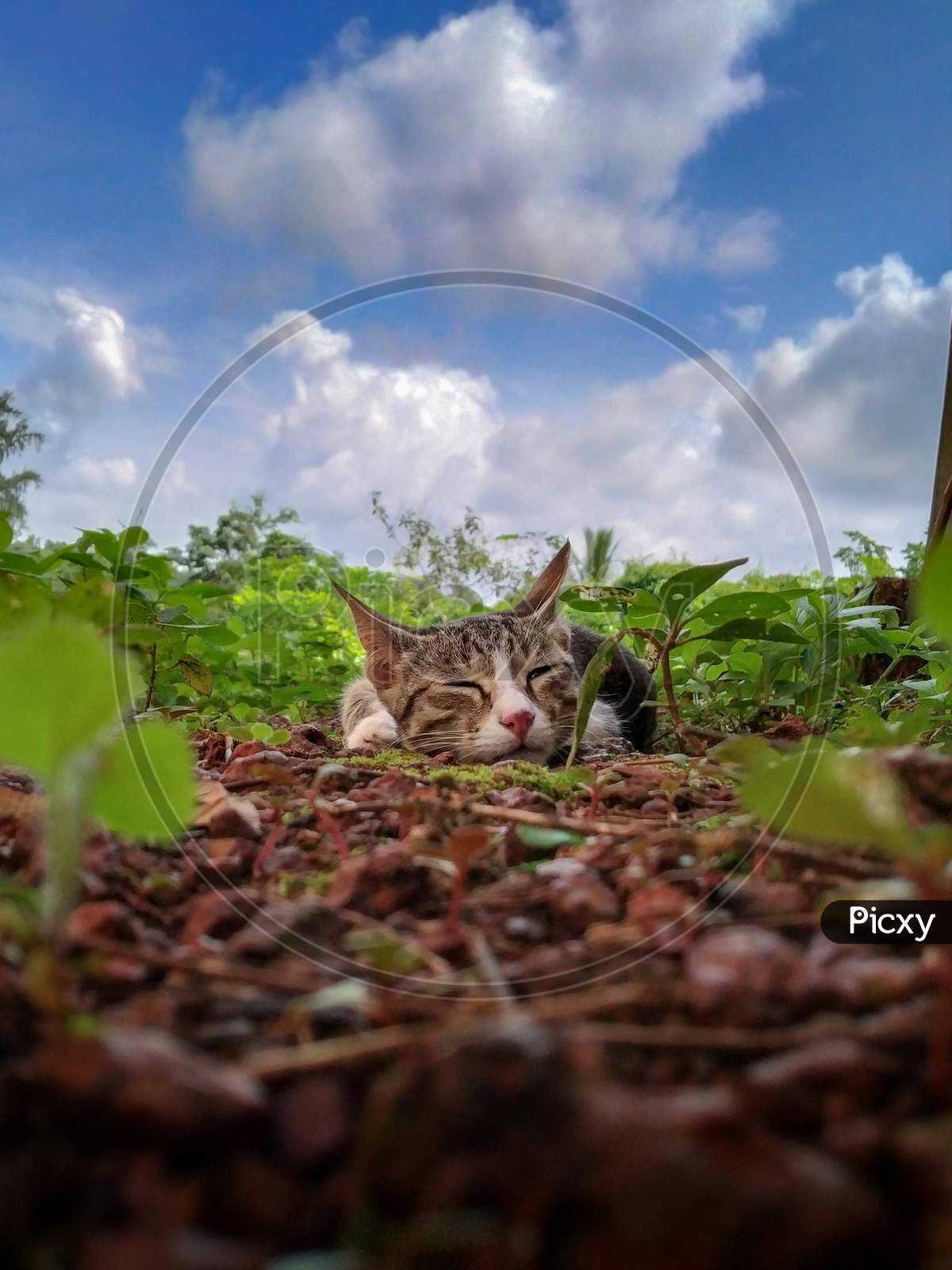 Indian domestic cat sleeping on ground with clouds in background