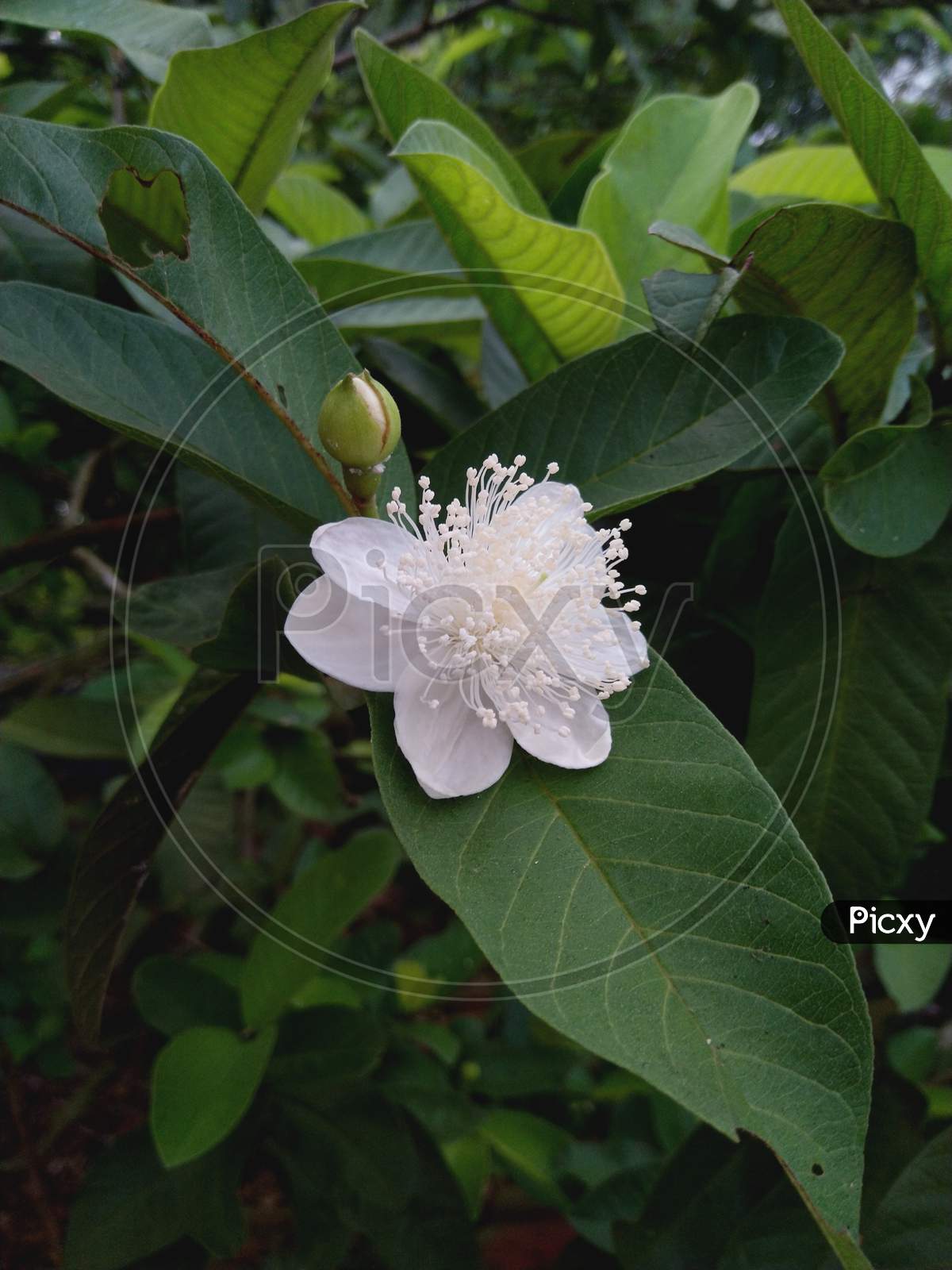 A charming GUAVA FLOWER