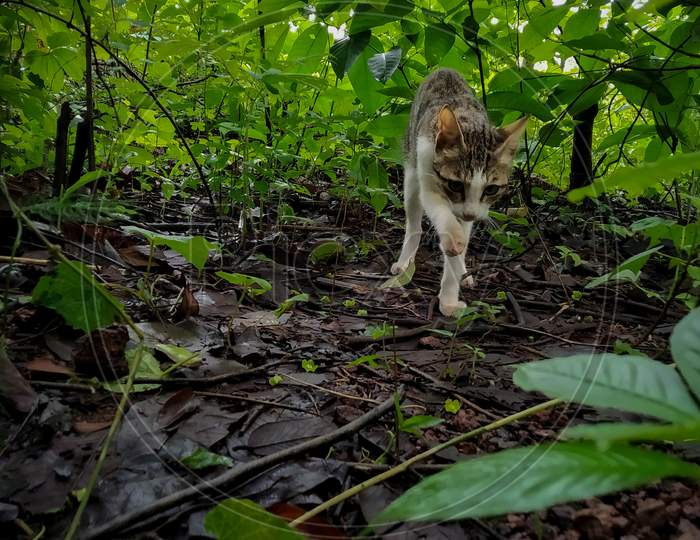 Indian domestic cat walking in the forest