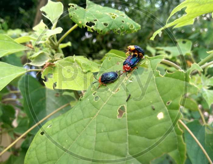Two colorful beetles are meeting on a leaf at monsoon season, one just sitting or may be give security to couple, West Bengal, India