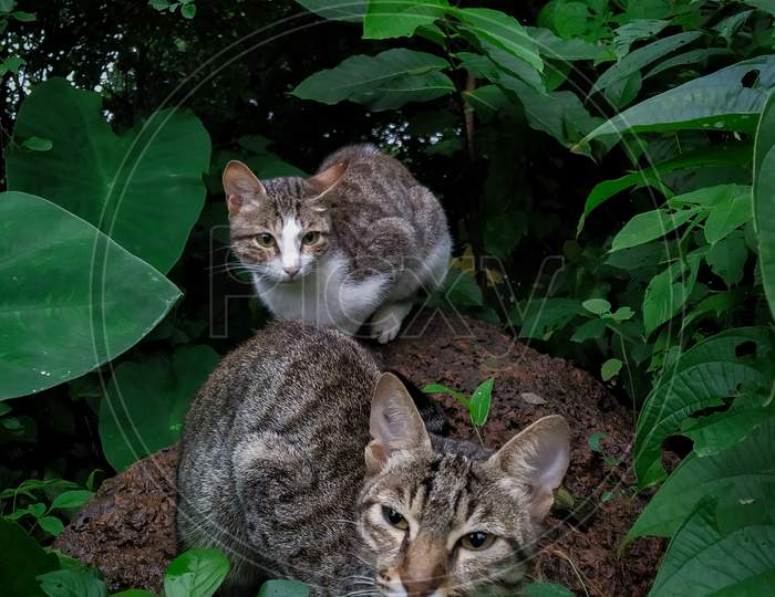 Two Indian domestic cats sitting on rock in greenery