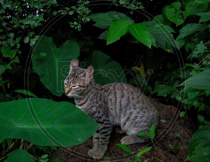 Indian domestic cat sitting on rock in greenery