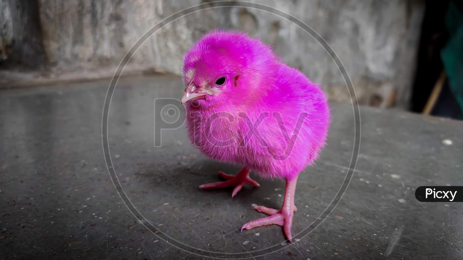 colour baby chicken images