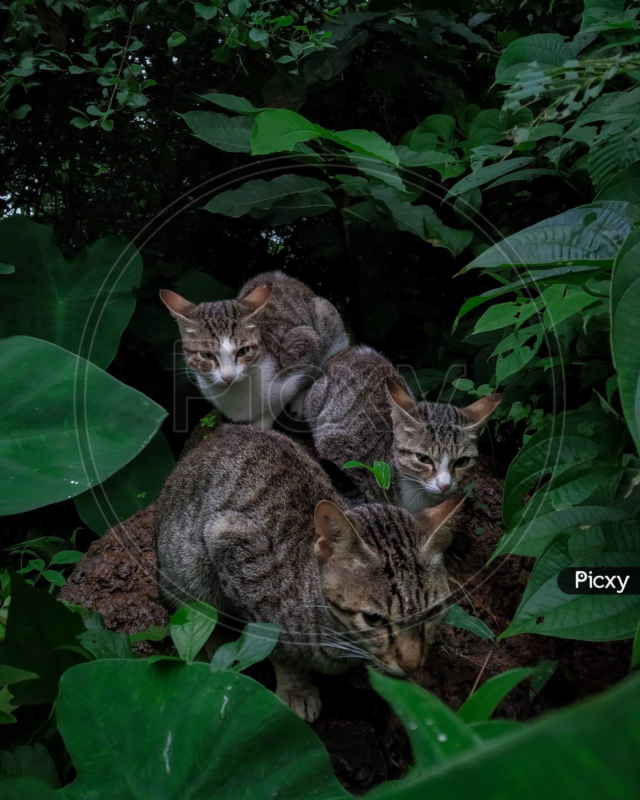 Three Indian domestic cats sitting on rock in greenery