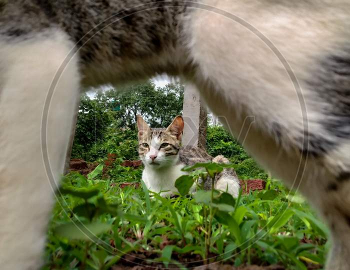 Indian domestic cat sitting in greenery captured through cat's frame