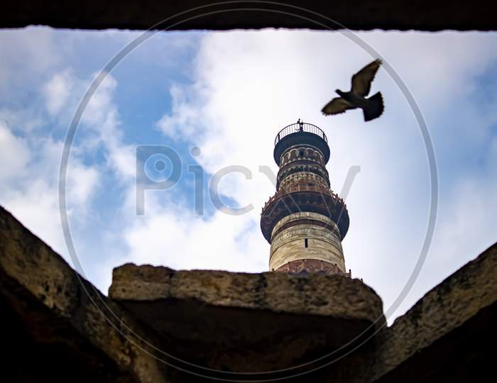 Pigeon flying beside the Qutub Minar