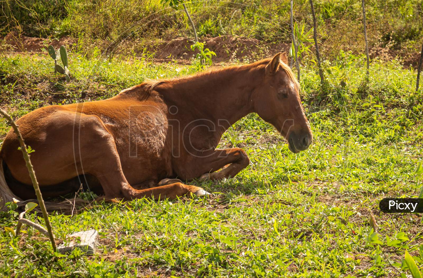 Huge Brown Horse Resting Lying In The Grass.