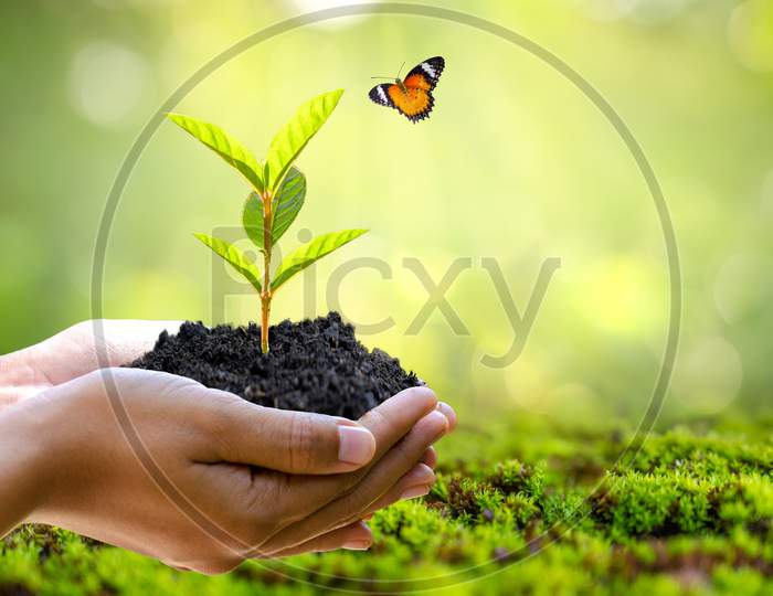 Environment Earth Day In The Hands Of Trees Growing Seedlings. Bokeh Green Background Female Hand Holding Tree On Nature Field Grass Forest Conservation Concept