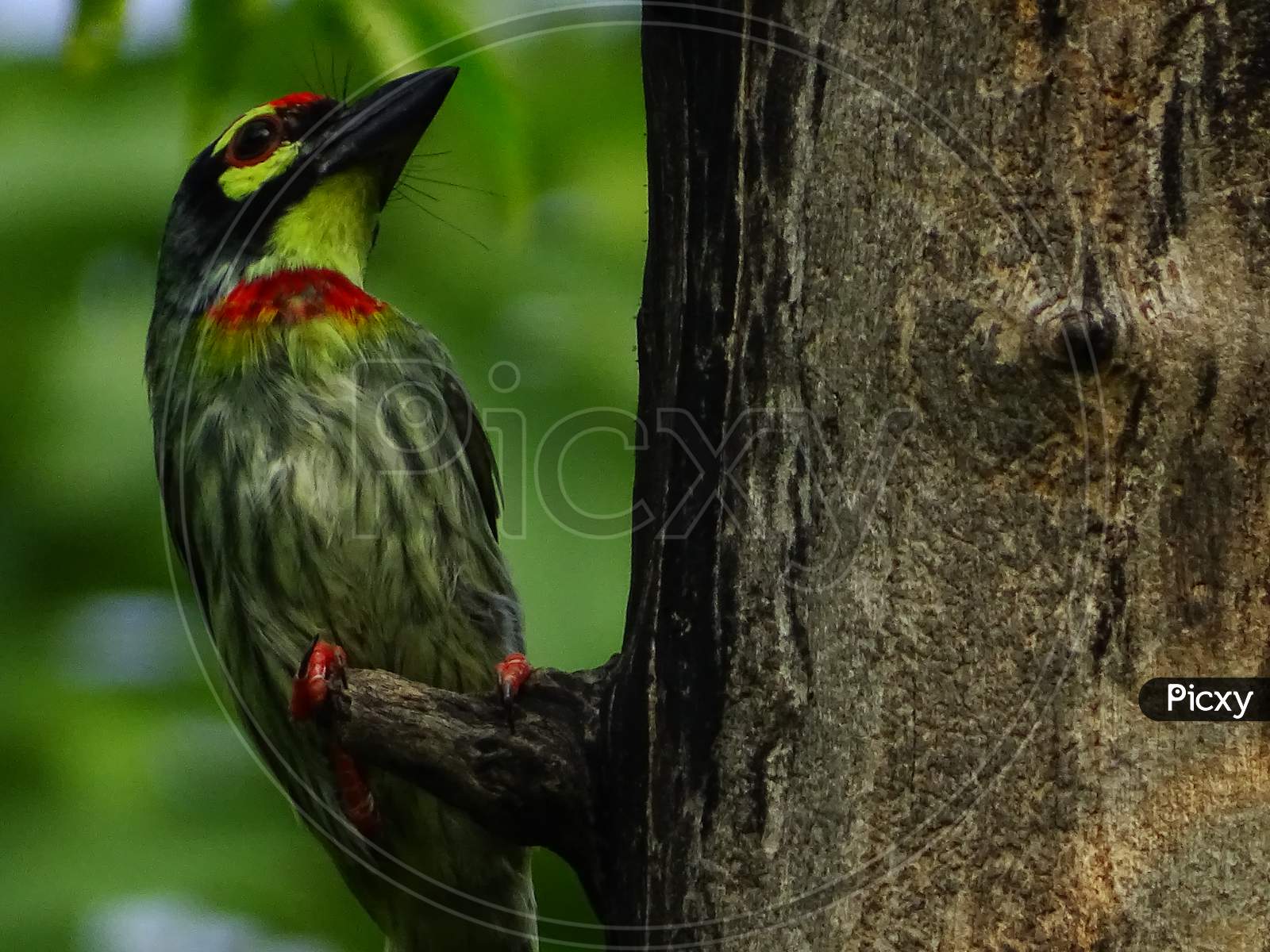 Coppersmith barbet