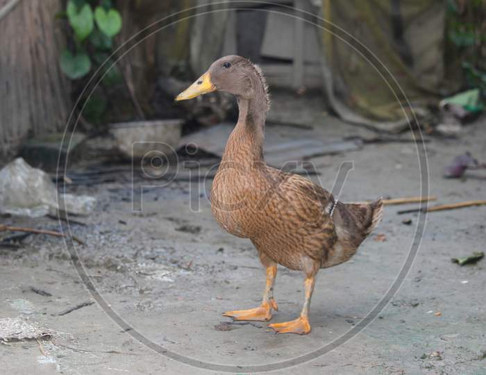 duck Of Natural