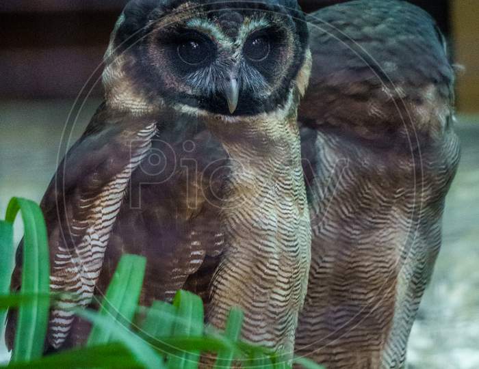 brown wood owl