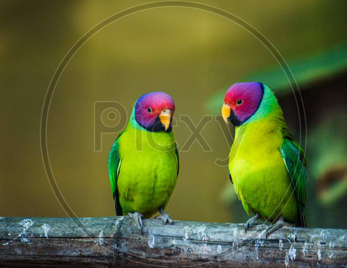 love birds(plum headed parakeets)