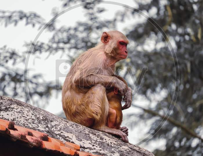 Monkey sitting on wall , Rhesus macaque monkey