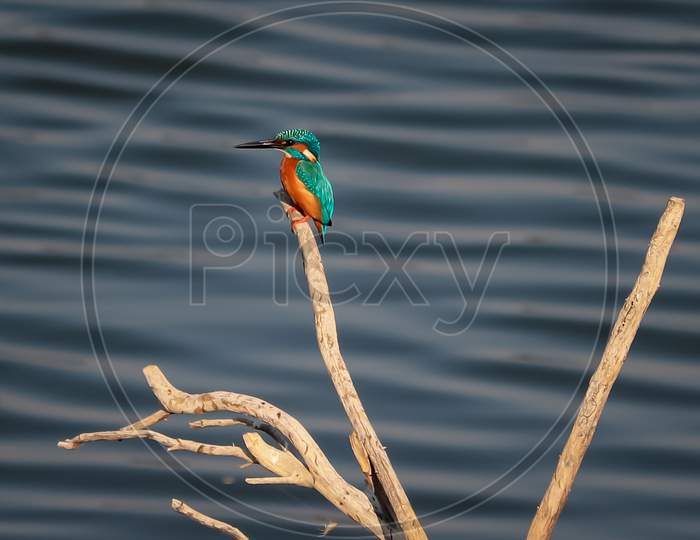 King fisher bird sitting on the  tree branch