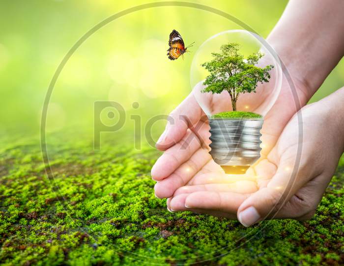 Man Holding Light Bulb With Tree Inside Concept Tree Environmental Conservation