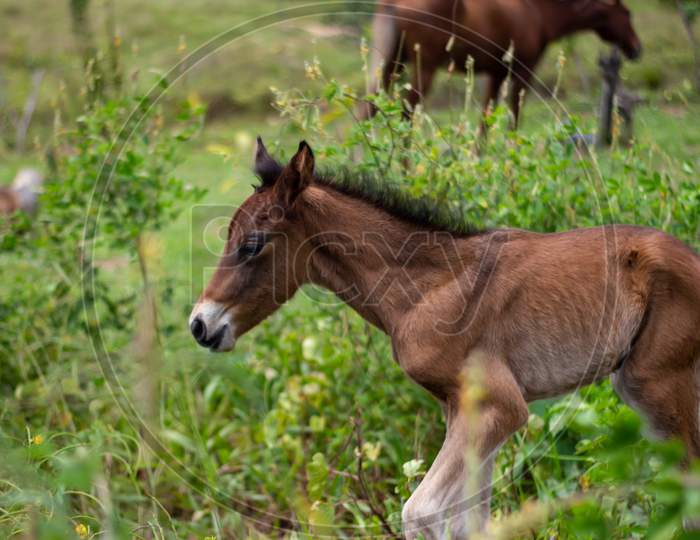 Little Brown Horse With His Mother In The Field. Newborn Equine Animal.