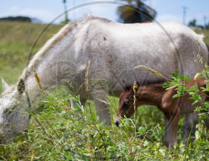 Little Brown Horse With His Mother In The Field. Newborn Equine Animal. Selective Focus On Foreground