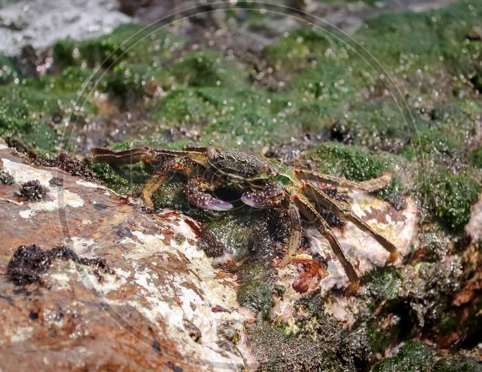 Close Up photo of a Crab , Crab At Ocean End , Ocean sound
