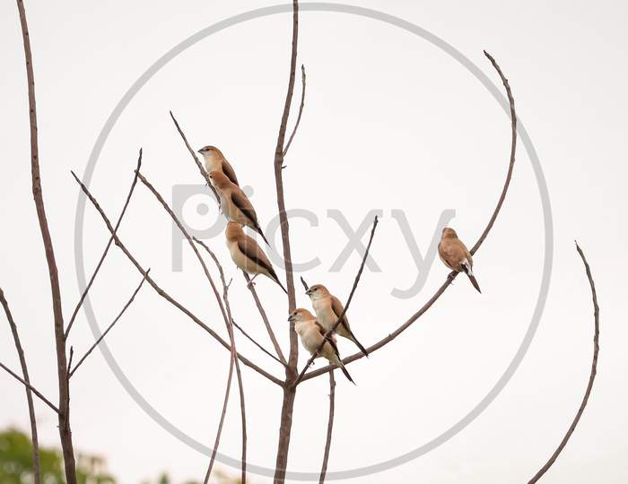 Birds sitting on the tree branch