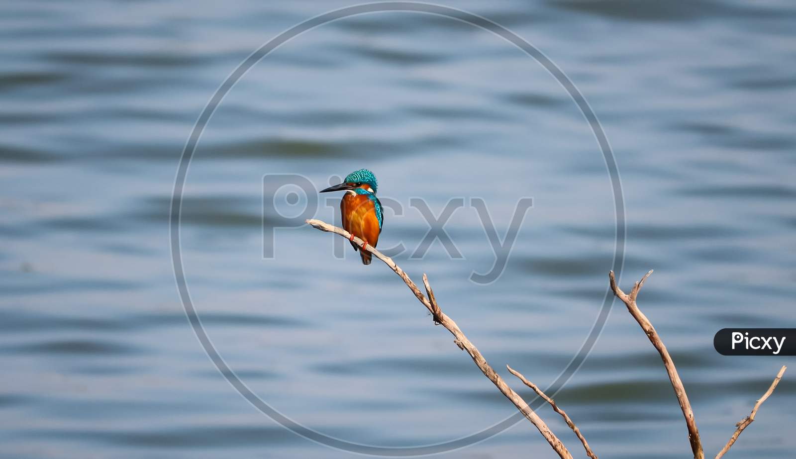 King fisher bird sitting on the  tree branch