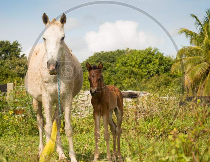 Little Brown Horse With His Mother In The Field. Newborn Equine Animal.