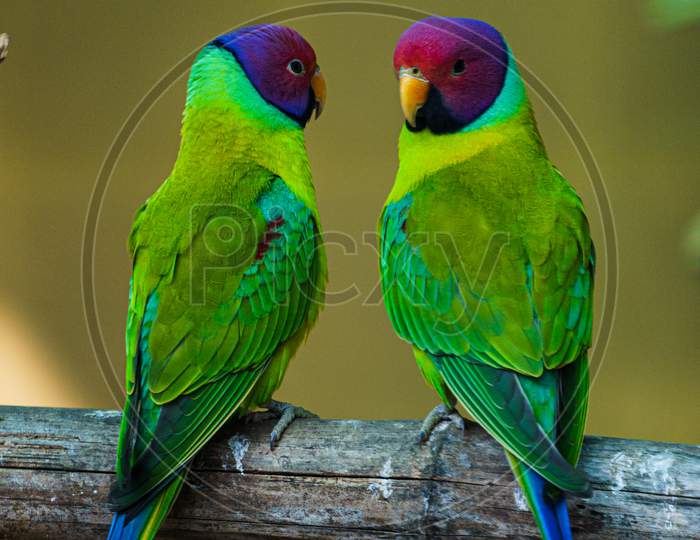 love birds(plum headed parakeets)