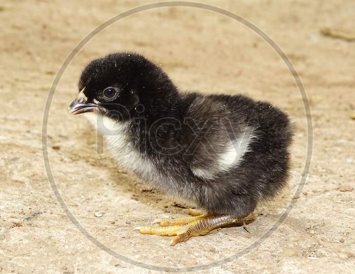 Cute little chicken isolated on the ground.