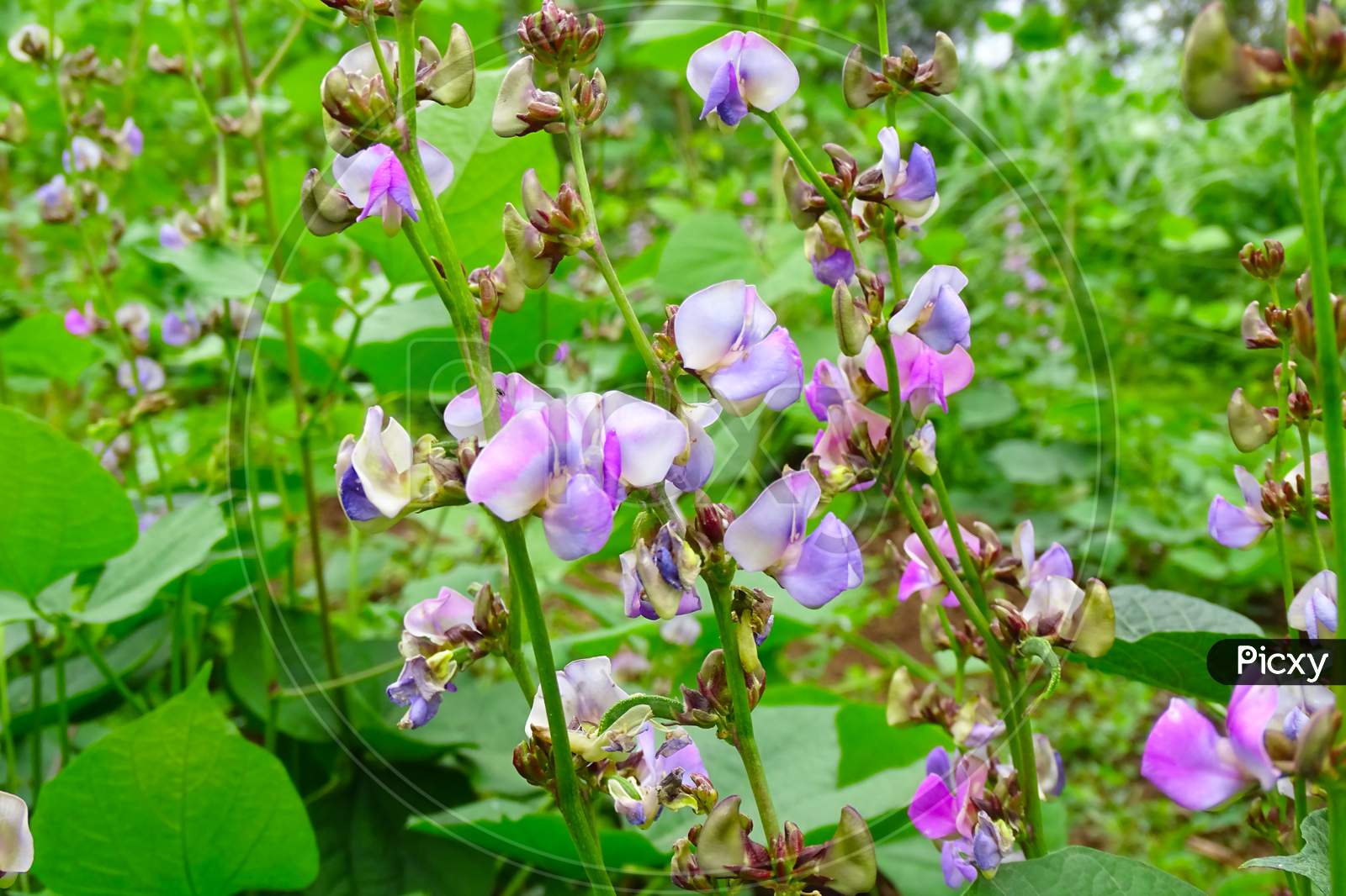 Bean flower in garden with green leaves . Pink Bean flower blooming brightly in the field. Beautiful Vegetable flowers.