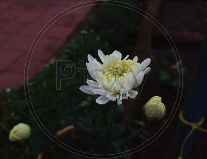 Close Up Shot Of Yellow Dotted White Colored Chrysanthemum