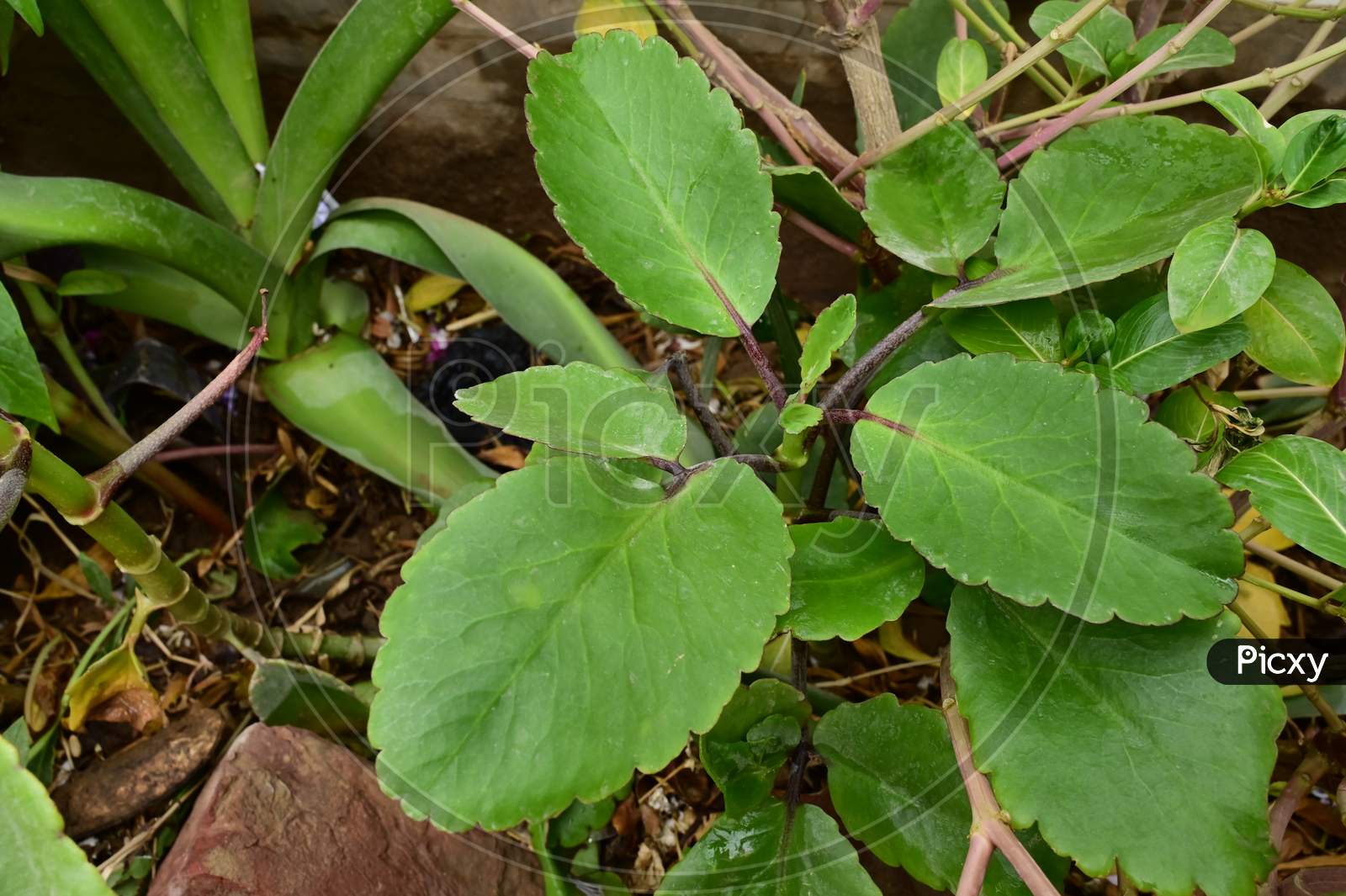 Kalanchoe Pinnata Plant In The Garden