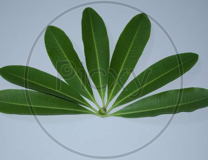 GREEN ALSTONIA SCHOLARIS OR BLACKBOARD TREE'S LEAVES WITH WHITE BACKGROUND.