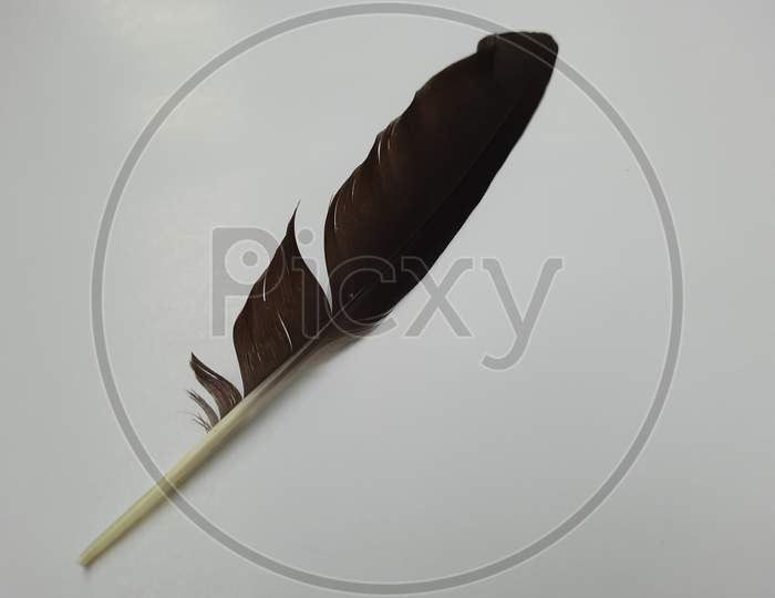 Closeup of single or one black color Crow bird feather isolated on white background