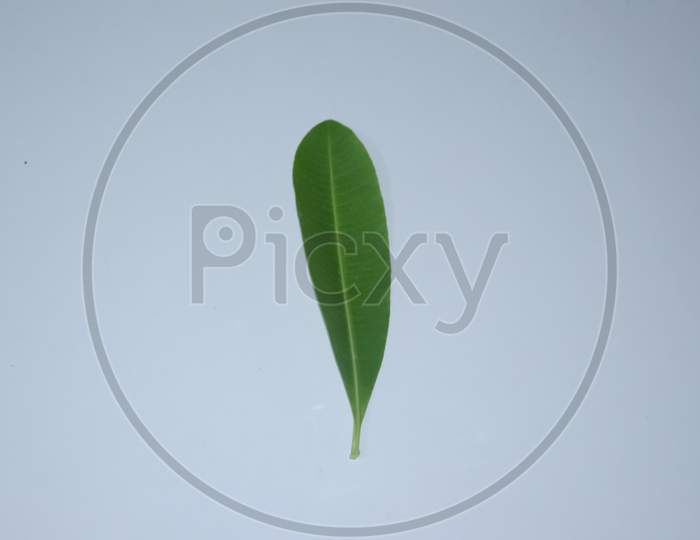 GREEN ALSTONIA SCHOLARIS OR BLACKBOARD TREE'S LEAF WITH WHITE BACKGROUND.