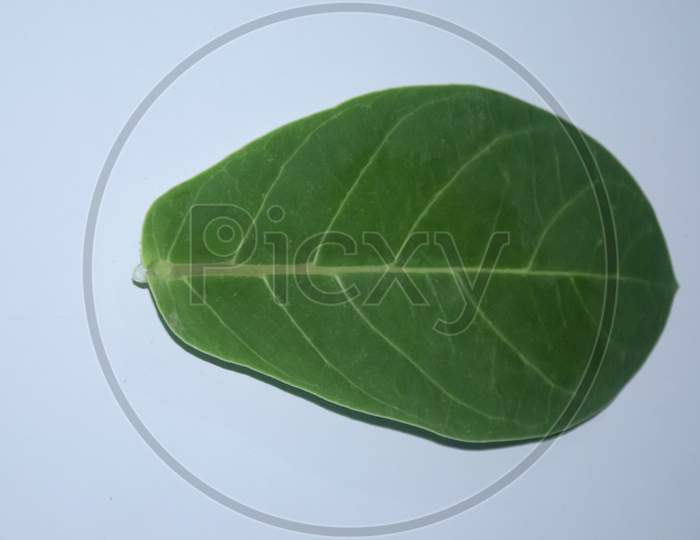 GREEN BANYAN TREE LEAF WITH WHITE BACKGROUND.